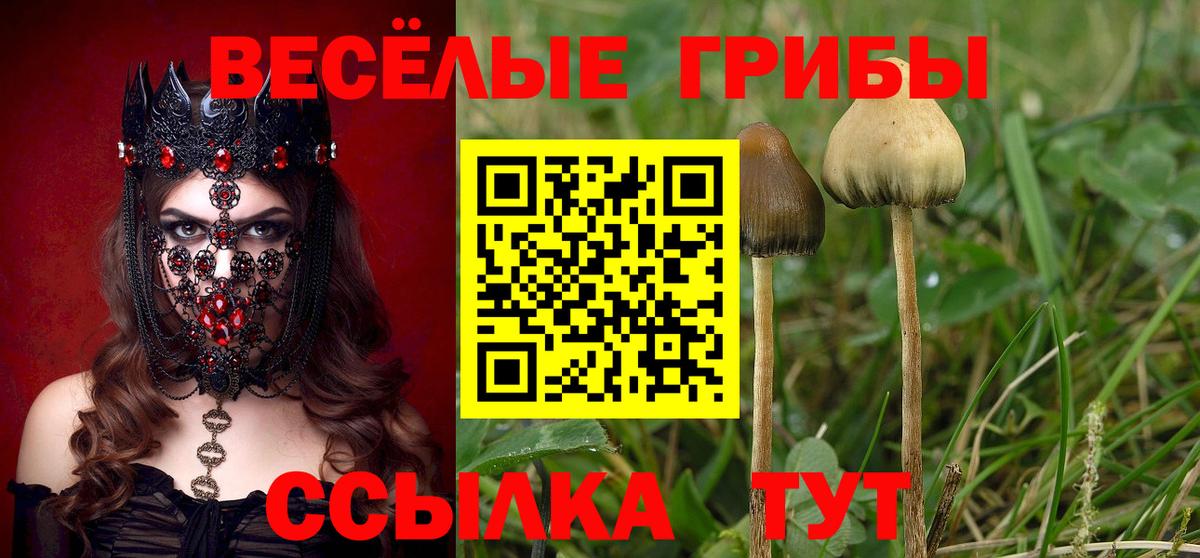 Псилоцибиновые грибы мицелий  Вход с VPN  Новокубанск 