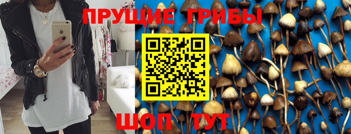 Галлюциногенные грибы Psilocybe Новокубанск